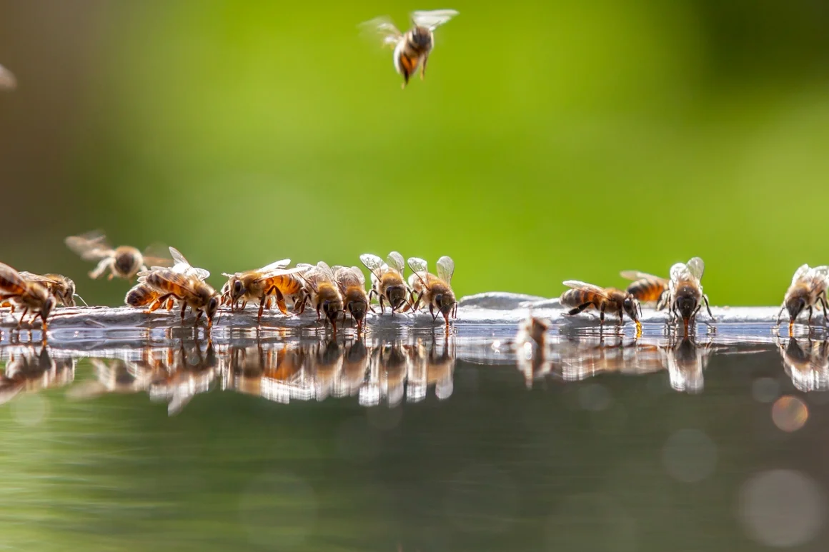 Bienen trinken Wasser aus einem Trog